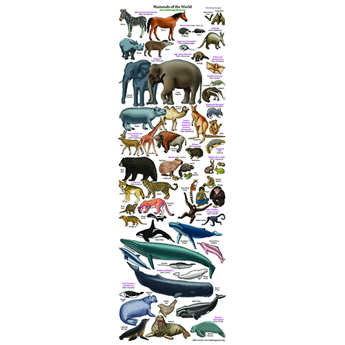 Mammals of the World Jigsaw Puzzle