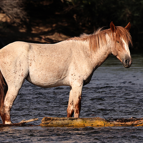 Salt River Wild Horses 1