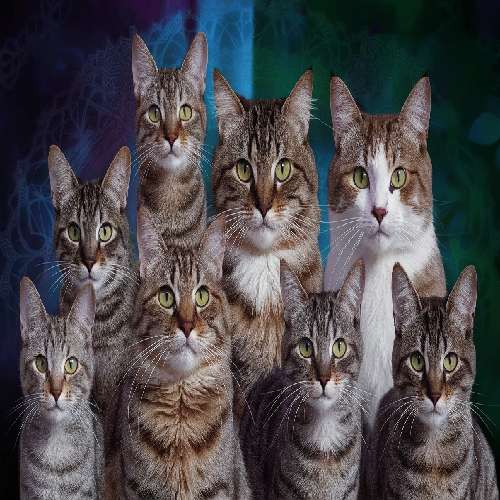 Mystical Feline Gathering