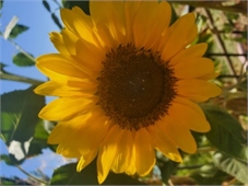 Traditional Jigsaw Puzzles