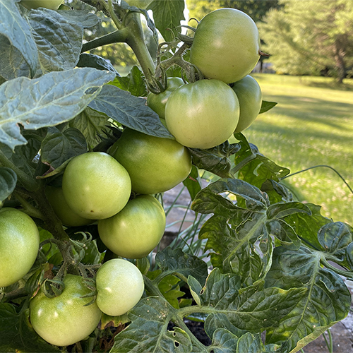 Fried Green Tomatoes 1000 pieces