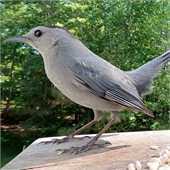 Traditional Jigsaw Puzzles
